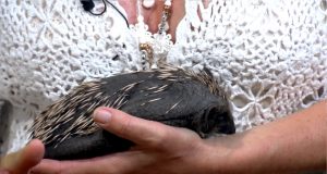 Mettes Mix (198) – Pindsvin og gode energier Mettes-Mix-198-Pindsvin-og-gode-energier