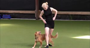 Dog Dancing på Garbogaard – HTM1 MH3554-Dog-Dancing-paa-Garbogaard-HTM1-8.10min