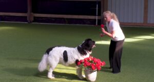 Dog Dancing på Garbogaard – FS2 MH3555-Dog-Dancing-paa-Garbogaard-FS2-11.50min