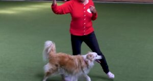 Dog Dancing på Garbogaard – HTM2 Dog-Dancing-paa-Garbogaard-HTM2